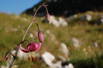 Lilium martagon: Mt. Čvrsnica